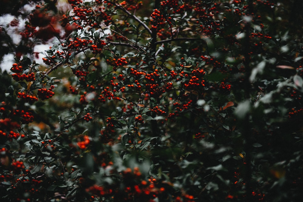 mistletoe tree