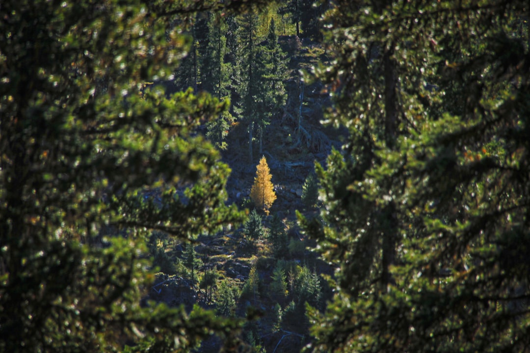 green pine tree during daytime