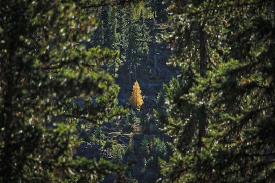 green pine tree during daytime in Leavenworth United States