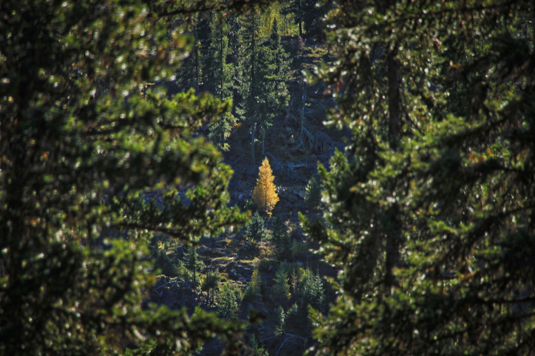 photo of Leavenworth Forest near The Enchantments
