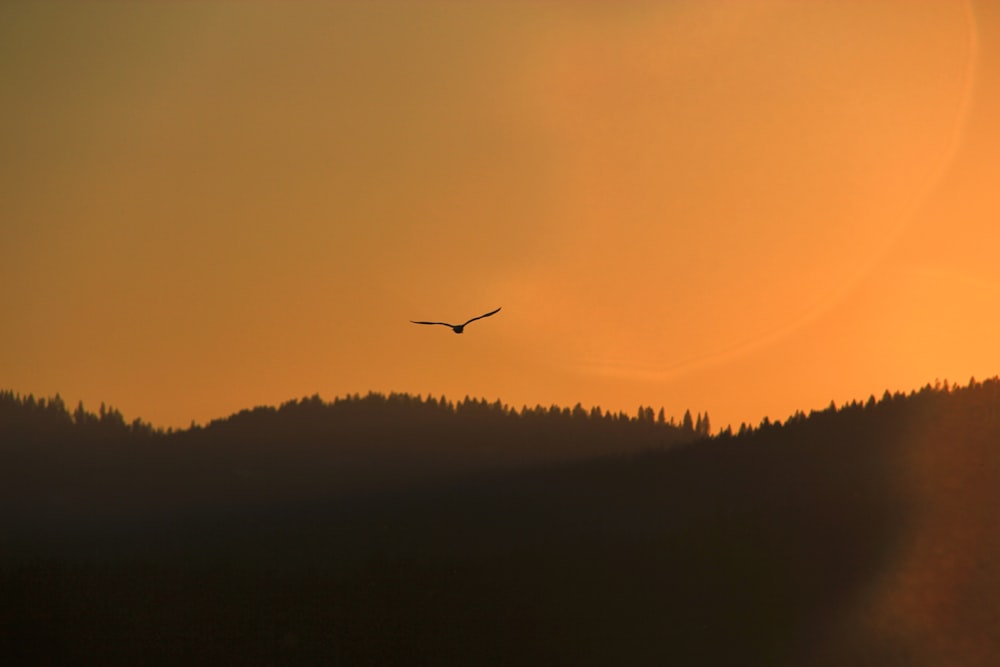 silhouette of bird flying on sky during golden hour