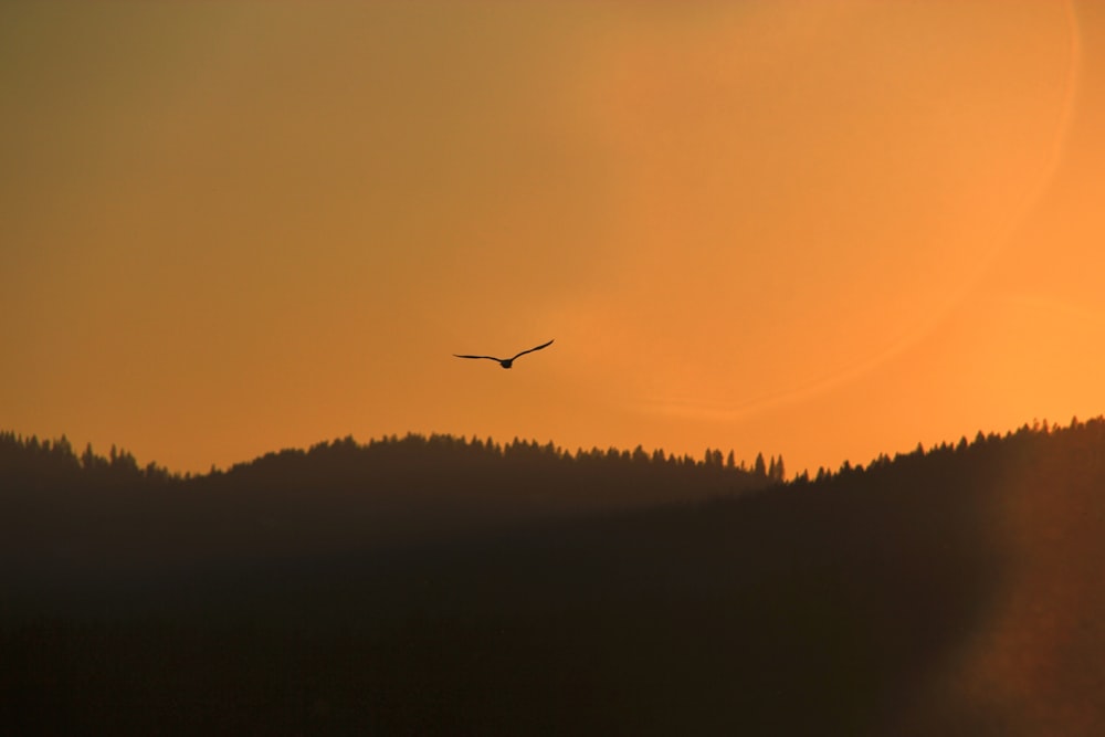 Silueta de pájaro volando en el cielo durante la hora dorada