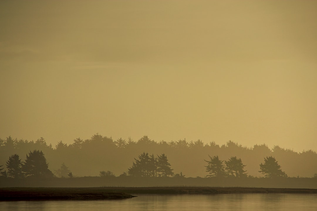silhouette photography of trees near the body of water