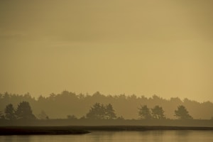 Misty Forest