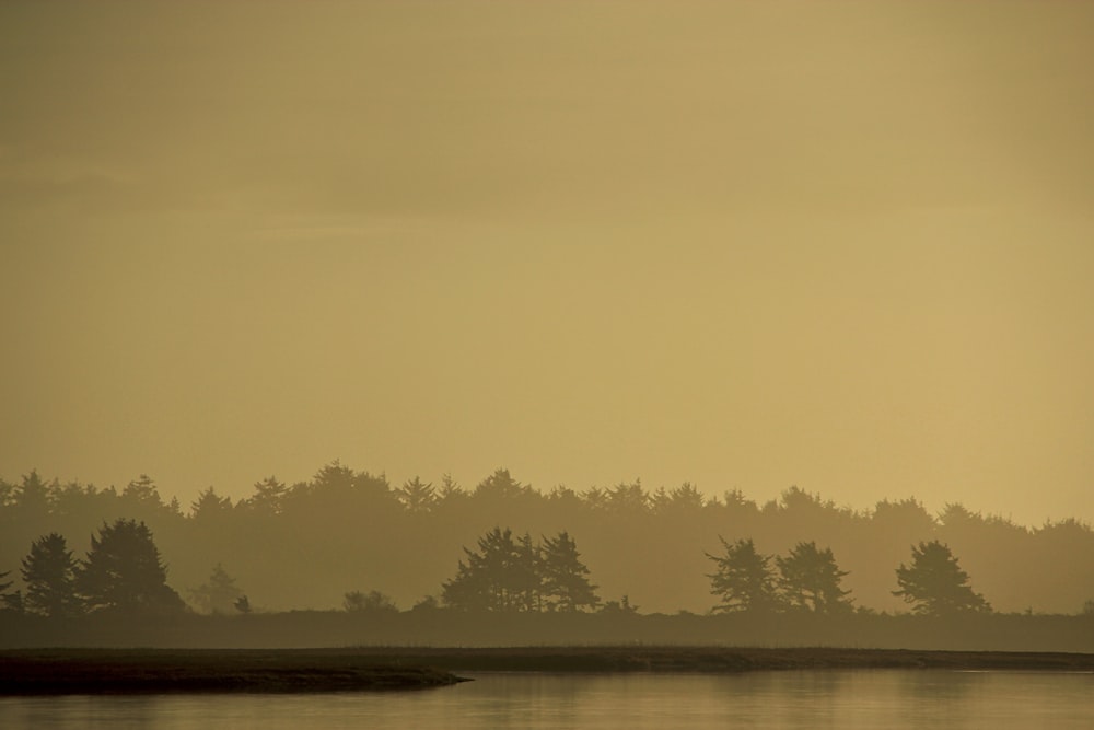 silhouette photography of trees near the body of water