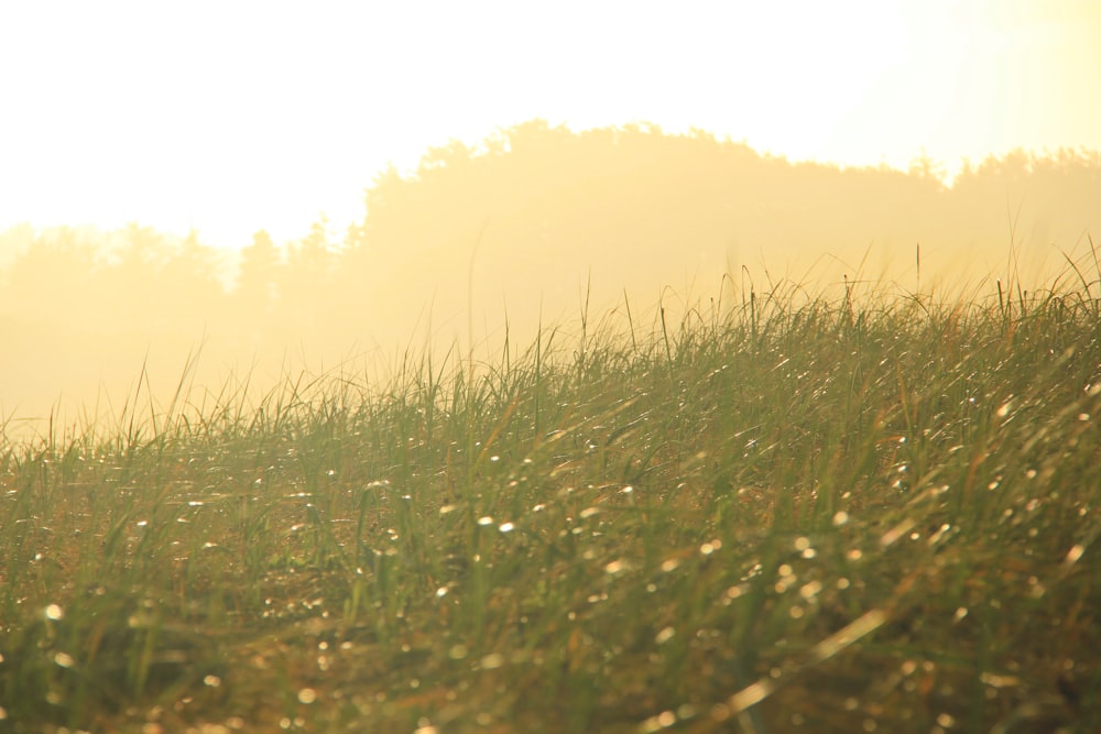 green grass field during daytime