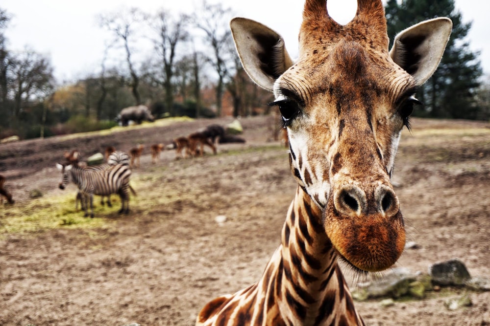 Giraffe auf braunem Sand