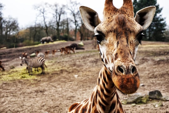 giraffe on brown sand in Dierenpark Emmen Netherlands