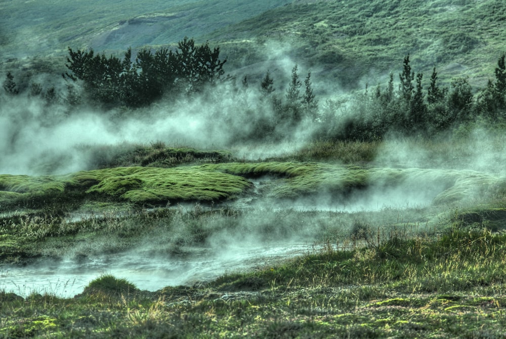 trees covered by fogs