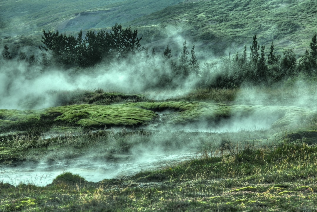 trees covered by fogs