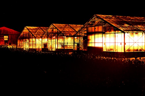 A series of greenhouses are illuminated against the night sky, casting a warm, glowing light through their glass panes. The structures are side by side, with distinct, angular roofs, and surrounded by darkness, which emphasizes the bright light within.