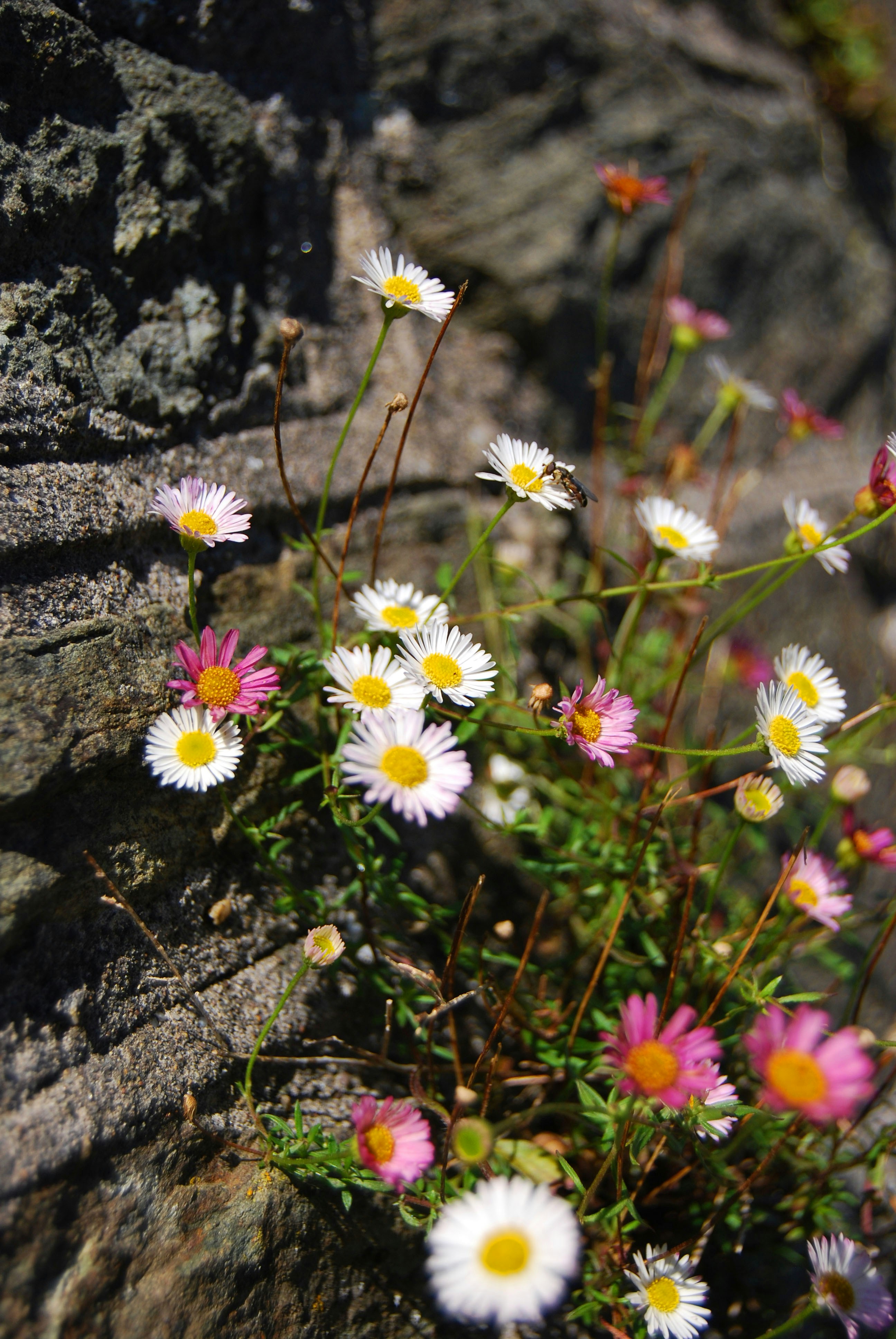 Free Unsplash photo from Natthika Theera