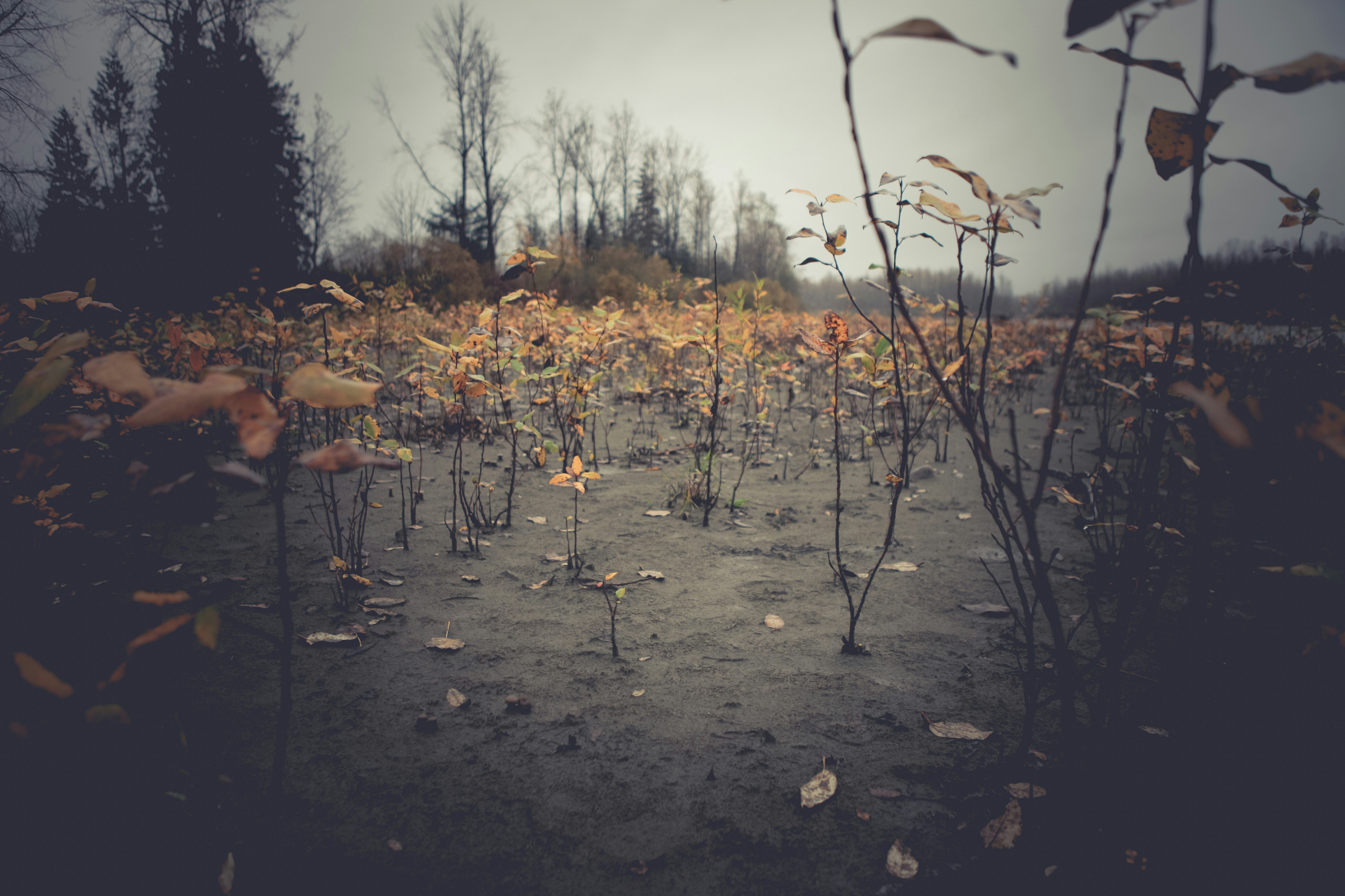 Free Unsplash photo from Megan  Lewis