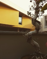 A twisted bonsai tree is positioned in the foreground, its winding branches reaching up toward the sky. Behind the tree, a modern building with a yellow facade features a large window. The environment appears serene and somewhat minimalist.