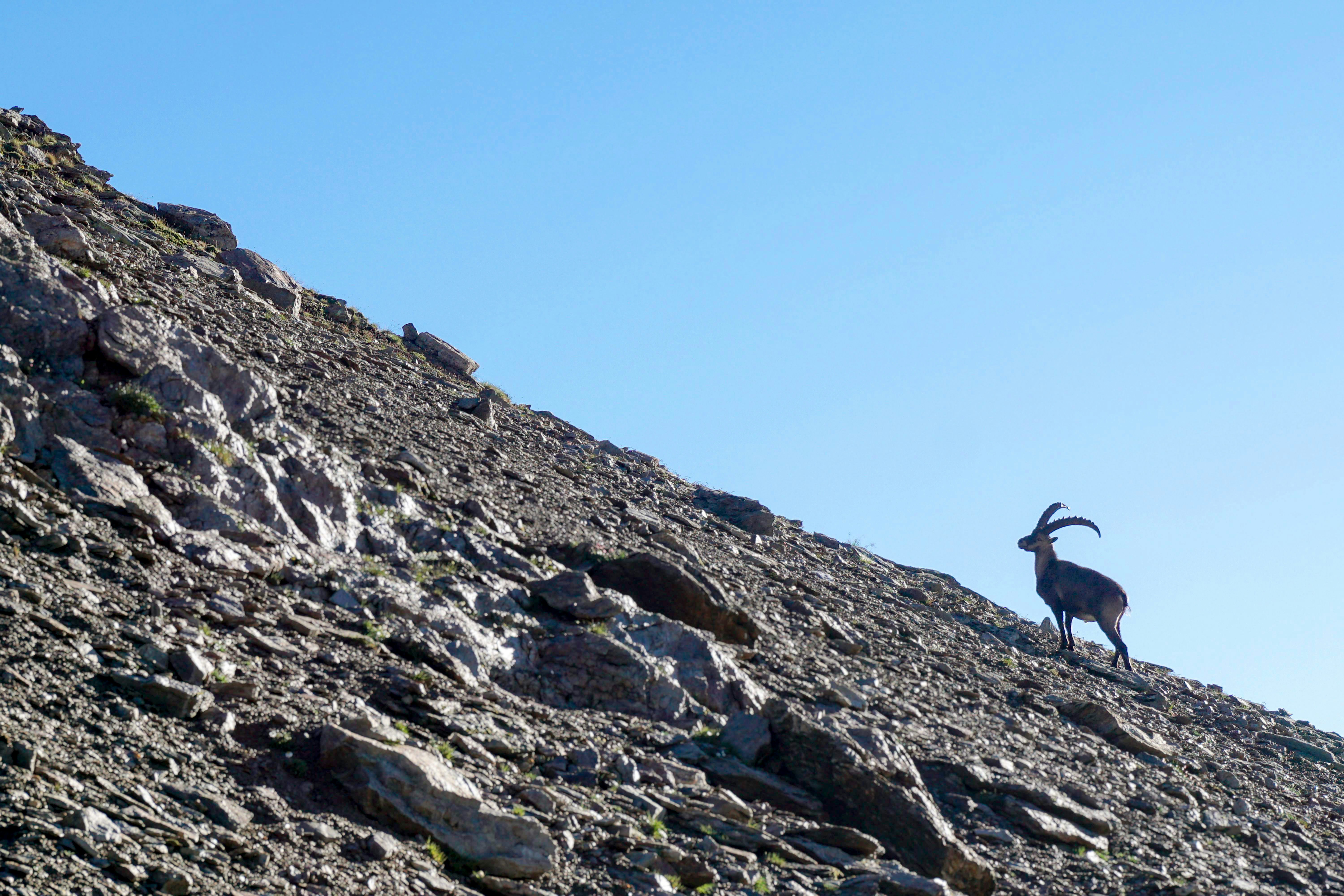 Free Unsplash photo from Nicolai  Dürbaum