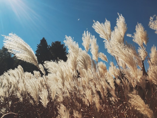Tall, feathery plants sway gently in a field under a clear blue sky. The sunlight highlights their soft, white plumes, casting a warm, golden glow. Dark silhouettes of trees are visible in the background, creating a contrast with the bright sky.