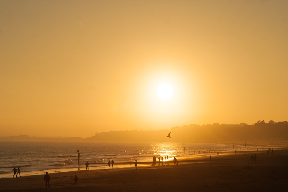 golden hour photography of several people on seashore