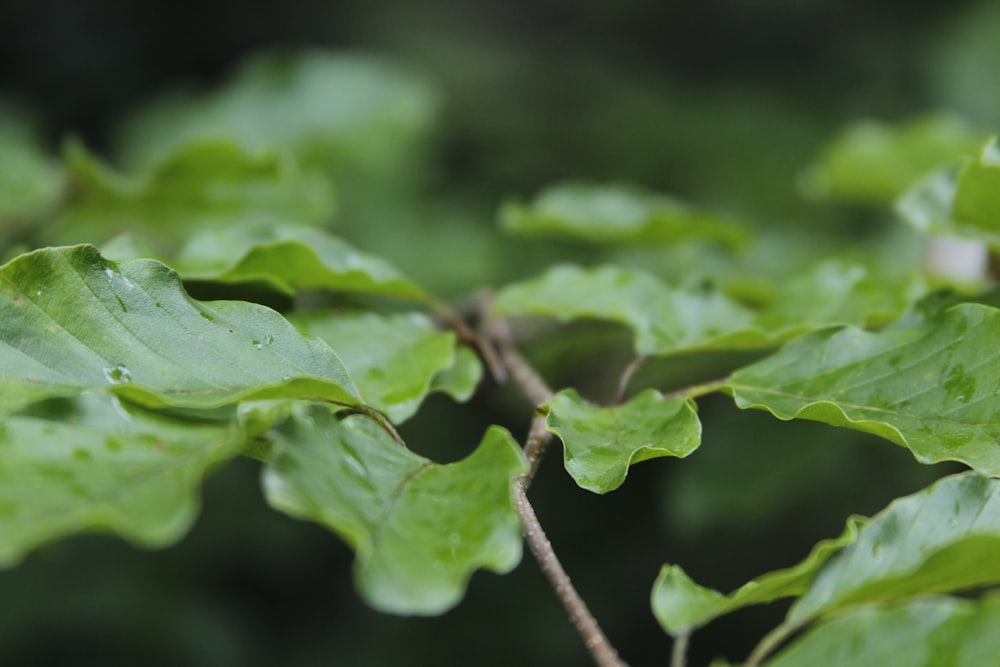 Fotografia macro de planta de folhas verdes