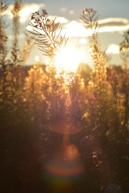 Sunlight filtering through patchouli plants in the field.