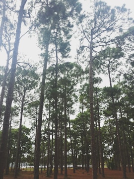 Tall pine trees with thin trunks and dense foliage reaching up towards the sky. The forest floor is covered with brown pine needles, creating a rustic atmosphere. Light filters through the branches, creating a serene and natural setting.