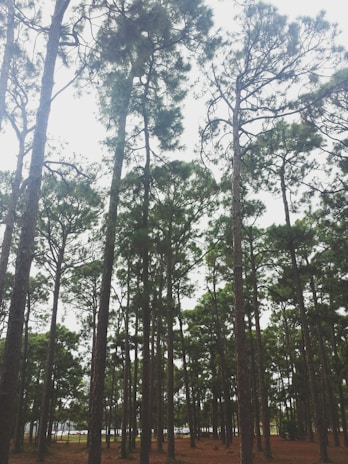 Tall pine trees with thin trunks and dense foliage reaching up towards the sky. The forest floor is covered with brown pine needles, creating a rustic atmosphere. Light filters through the branches, creating a serene and natural setting.
