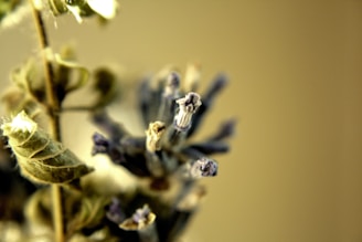 A serene close-up of lavender sprigs intertwined with silver dollar eucalyptus leaves, bathed in soft natural light.