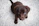 short-coated brown puppy on white floor