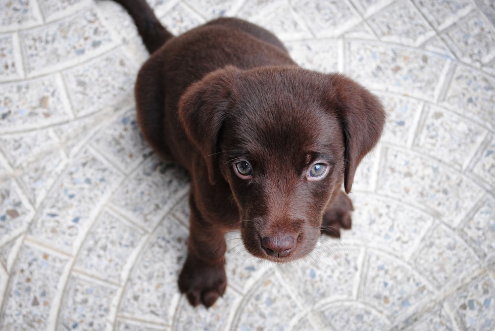 白い床にショートコートの茶色の子犬