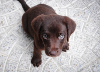 short-coated brown puppy on white floor