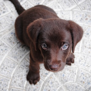 short-coated brown puppy on white floor