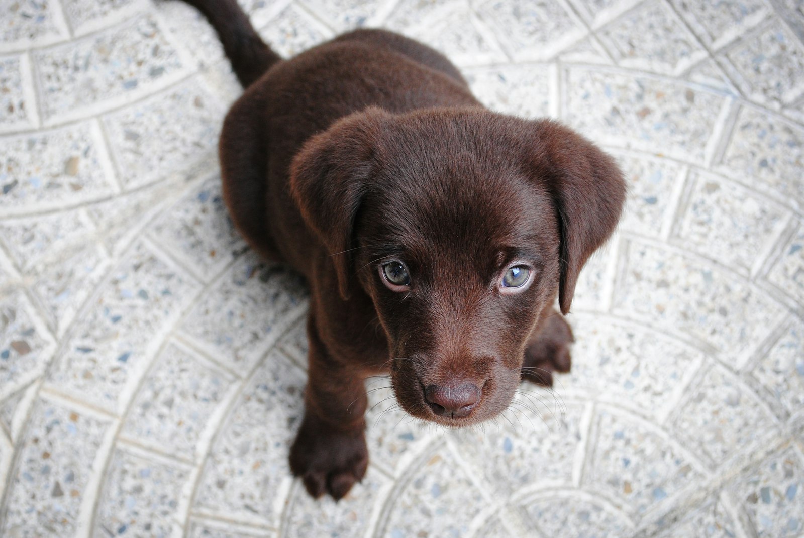 Nikon D3000 + Nikon AF-S DX Nikkor 18-55mm F3.5-5.6G VR sample photo. Short-coated brown puppy on photography