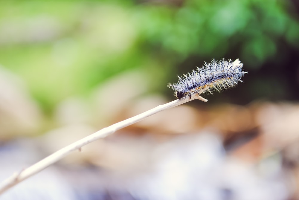 selektiv der flauschigen Raupe