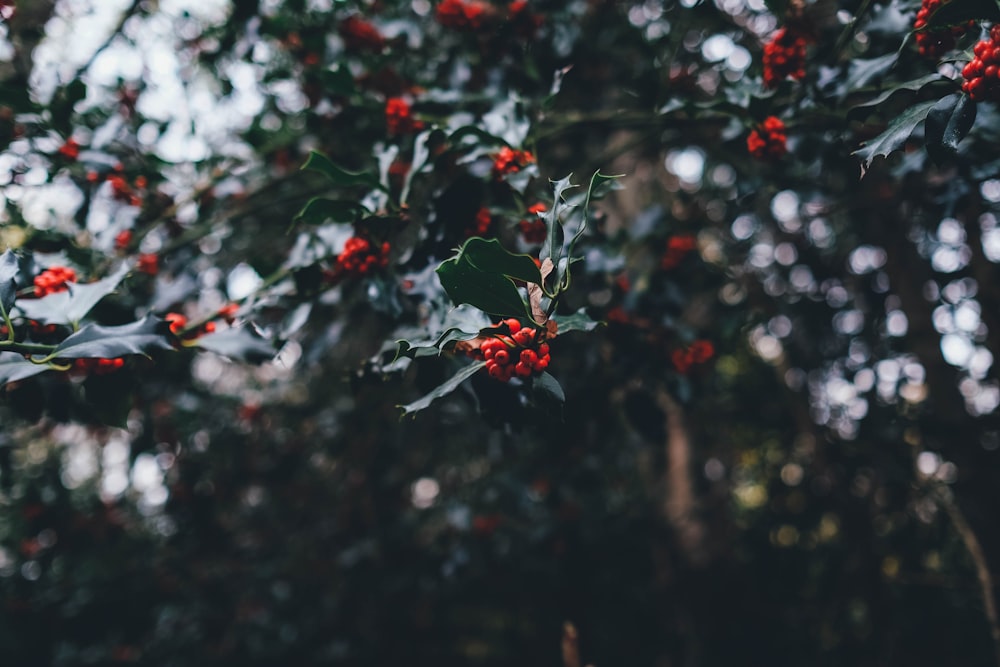 close up photography of round red fruit