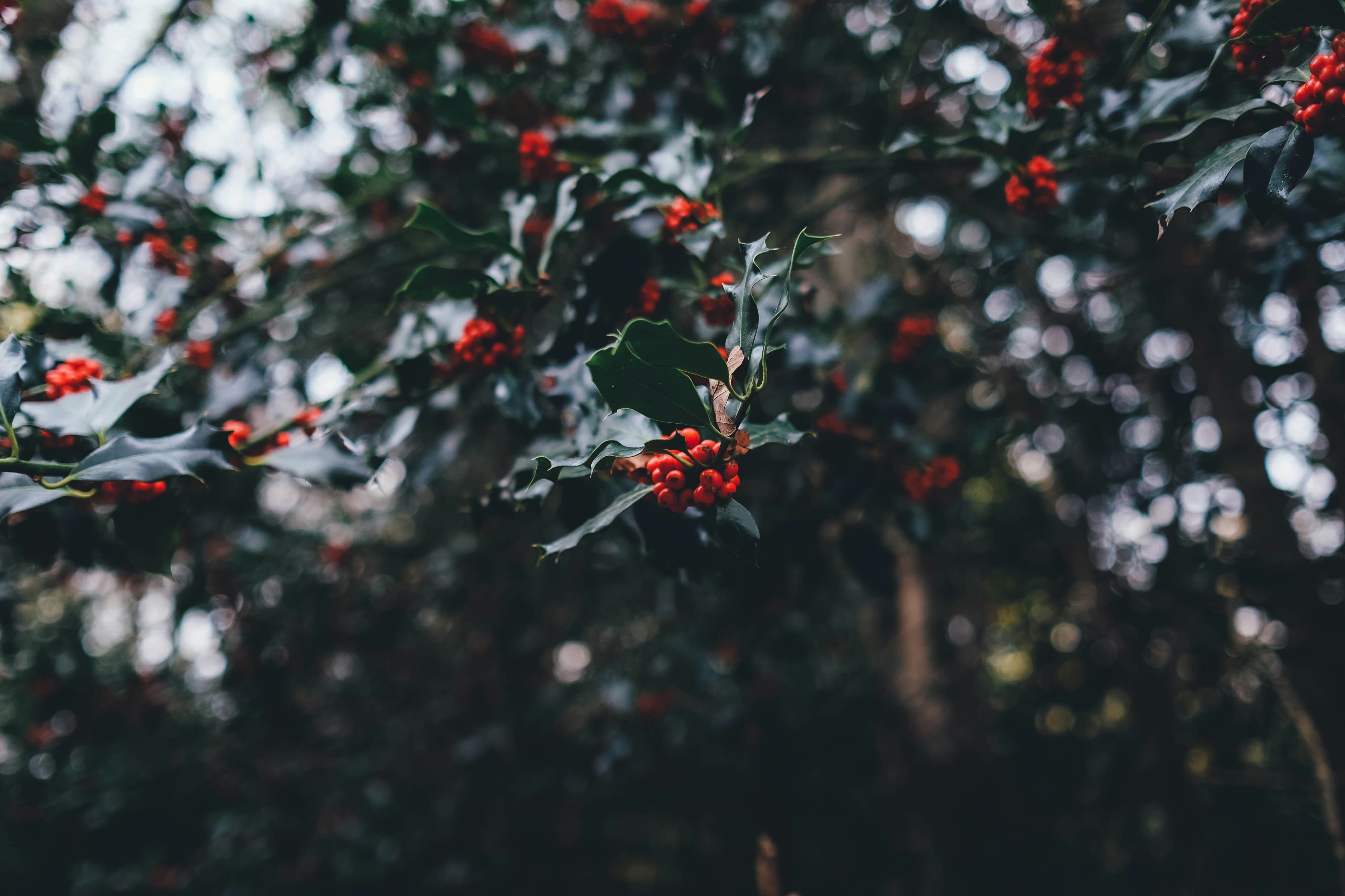 Holly Berries from Unsplash