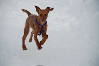 A medium-sized dog happily running outdoors wearing a handmade turquoise hoodie.