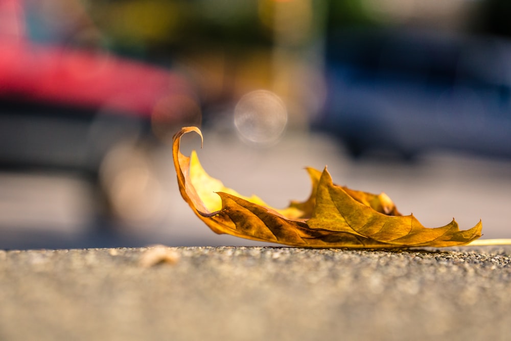 brown leaf on concrete pavement