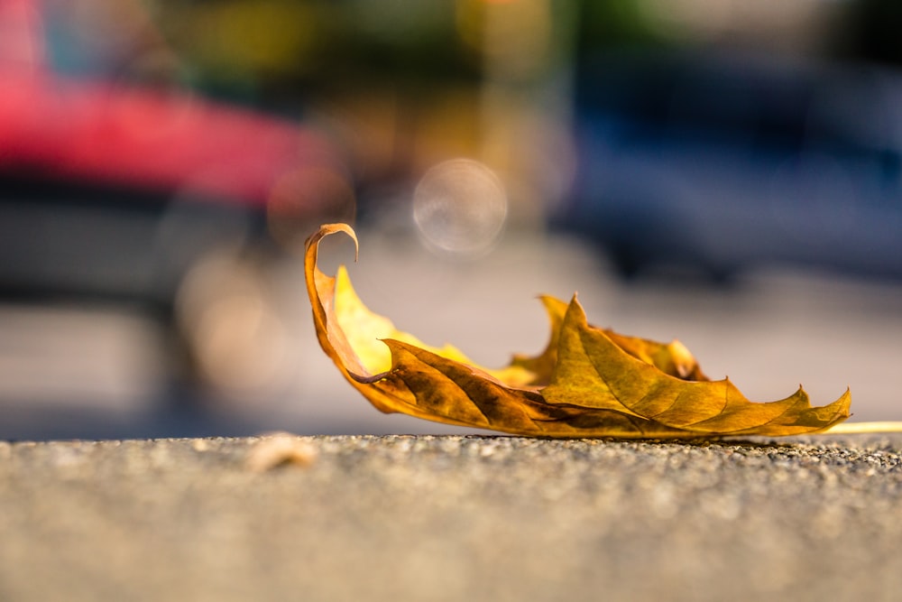 braunes Blatt auf Betonpflaster