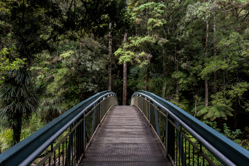 Pasarela de madera atravesando el bosque — foto de banco de imágenes
