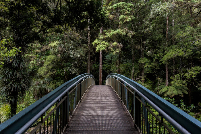 Lush forest landscape