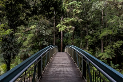 Whangarei Falls footbridge