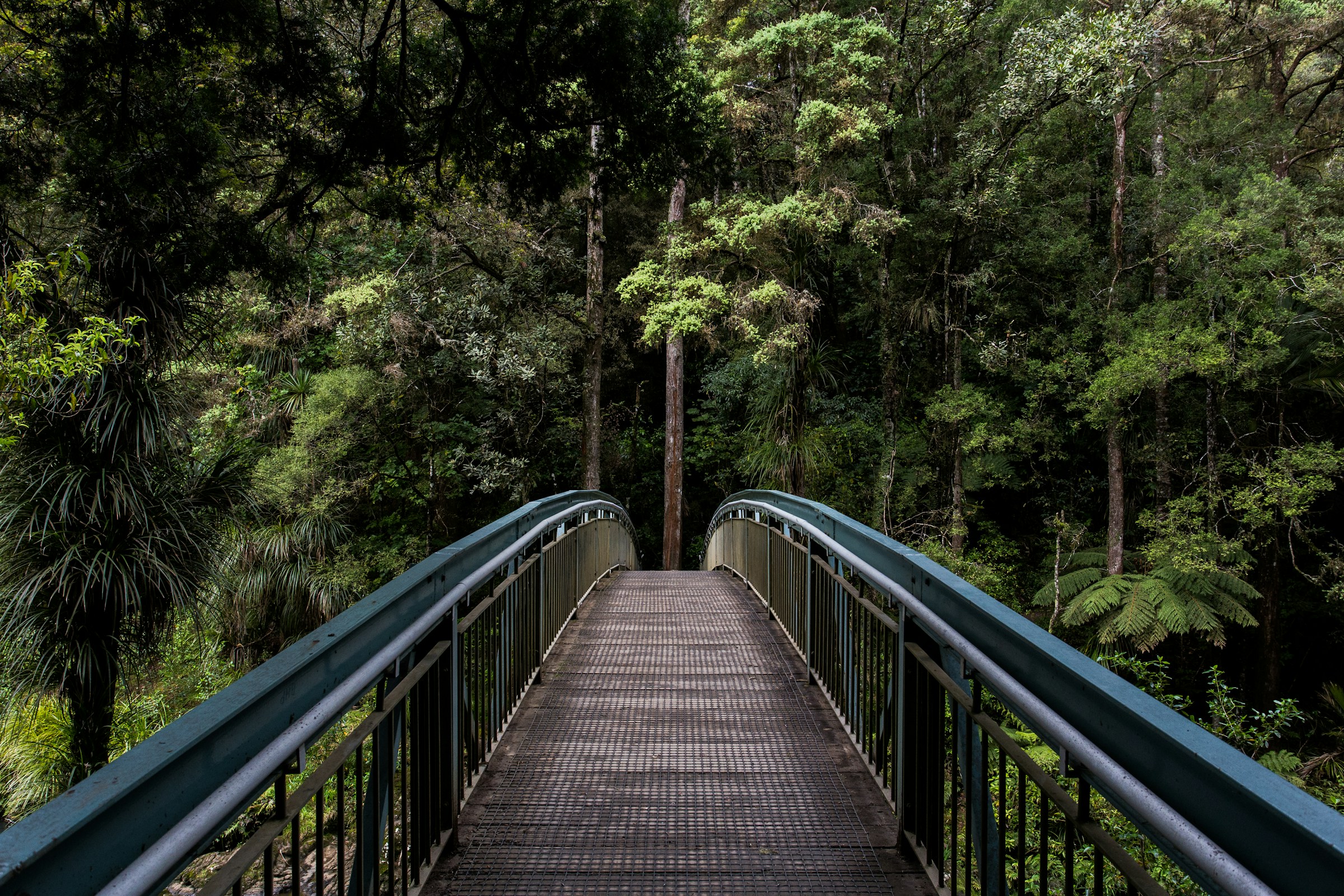 Forest canopy