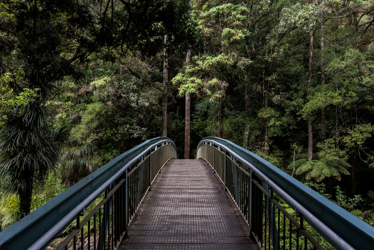 Passerelle dans une forêt de pins