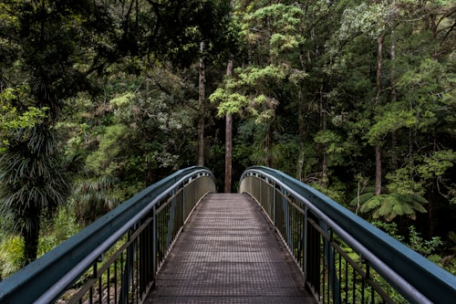 Cedar forest — aromatic outdoor wood