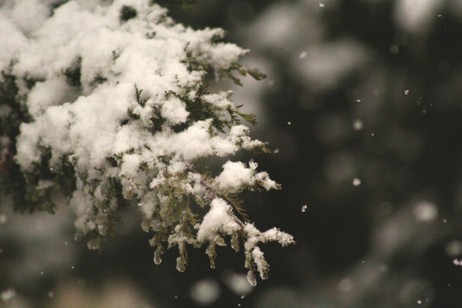 Canon EOS 60D sample photo. Selective focus of snow photography