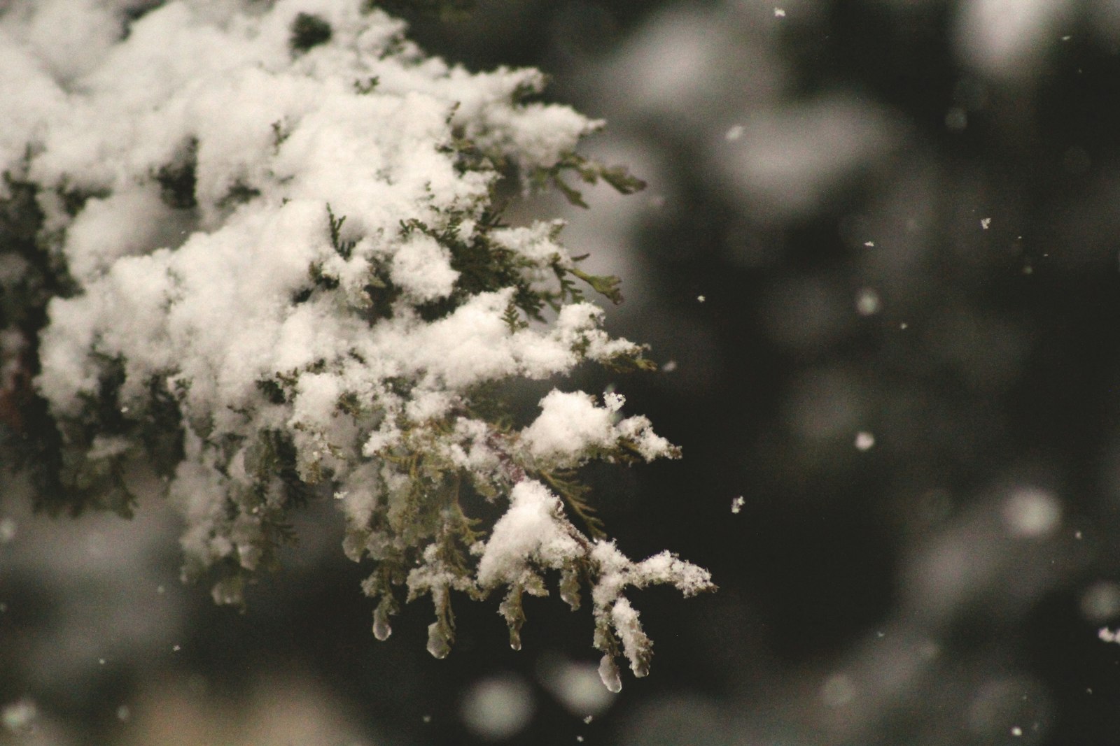 Canon EF 75-300mm f/4-5.6 sample photo. Selective focus of snow photography