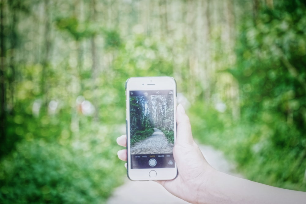 A person taking a picture of the woods.