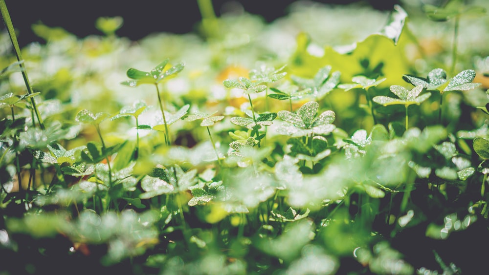 green leafed plant