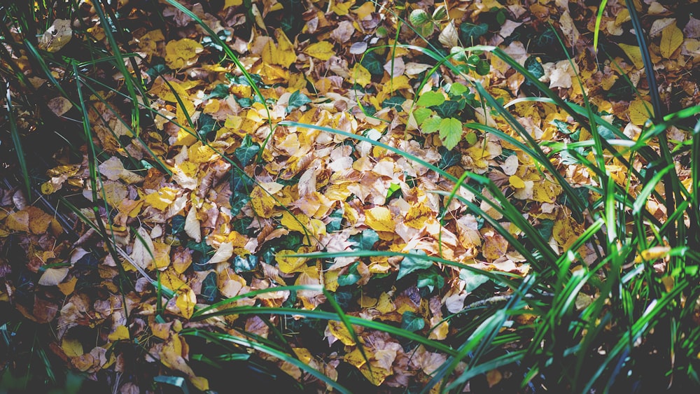 yellow leaves with green linear plants