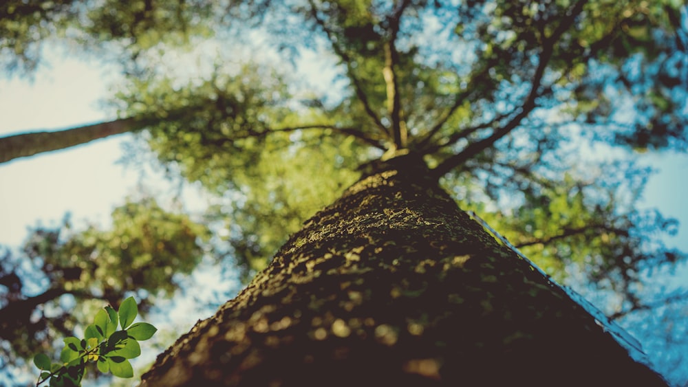 Flachfokusfotografie von braunen und grünen Bäumen