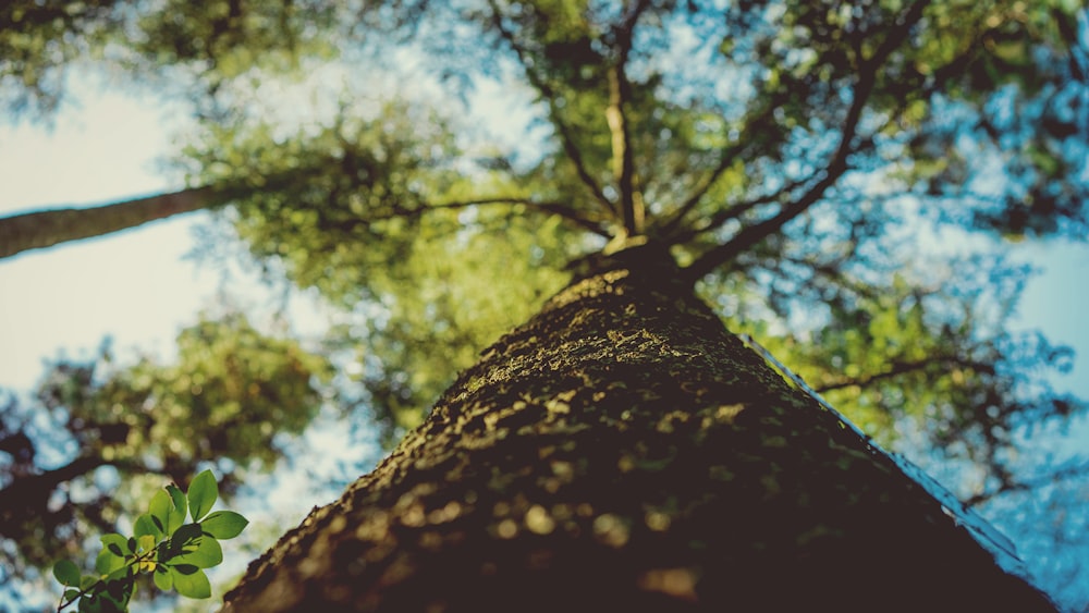 shallow focus photography of brown and green tree